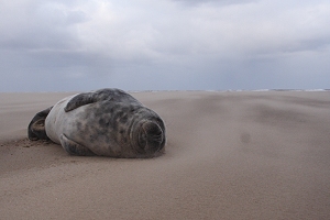 Grey Seal pup