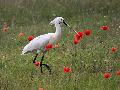 A spoonbill on the isle of Texel