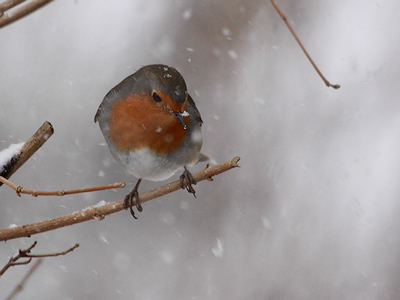 European Robin in snowfall, (c) Rob van der Woude