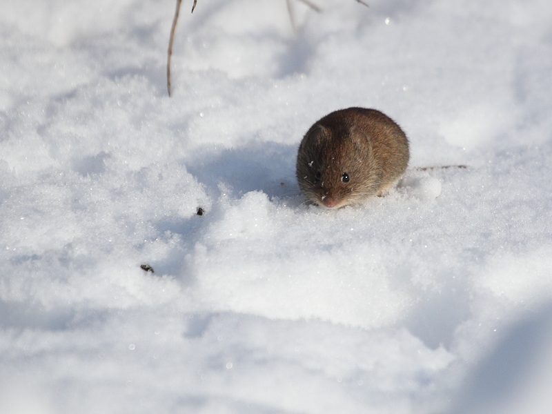 Mouse in the snow