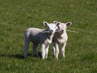 two lambs chewing a branch